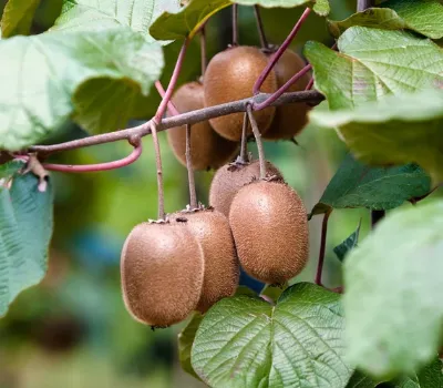 kiwi